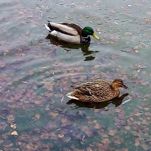 56922726_2405557982999213_8583454426948173824_n 56922726_2405557982999213_8583454426948173824_n