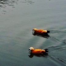 57216737_2405558116332533_3154271978441932800_n 57216737_2405558116332533_3154271978441932800_n